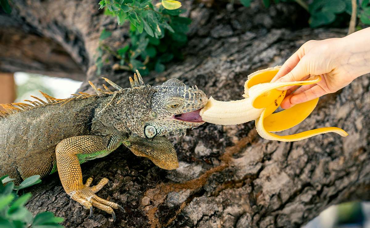 Cosa mangia l’iguana domestica