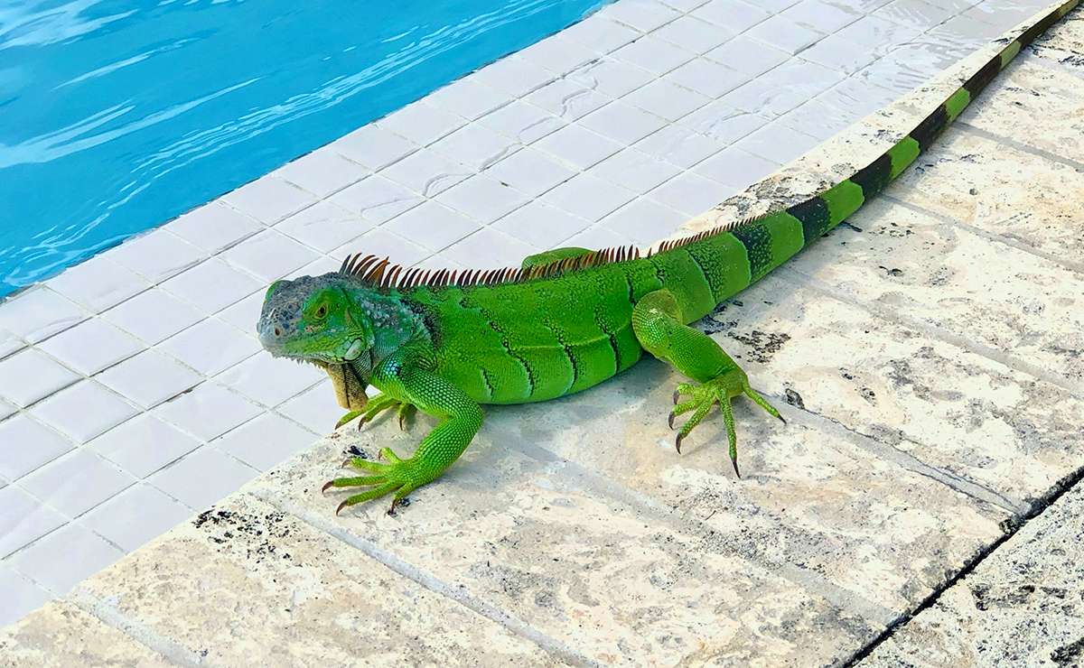 Quanto vive un’iguana in casa? 